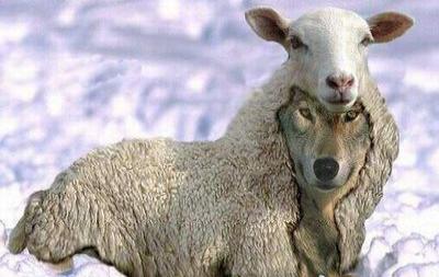 wolf_in_sheep_clothing_1_-400x253